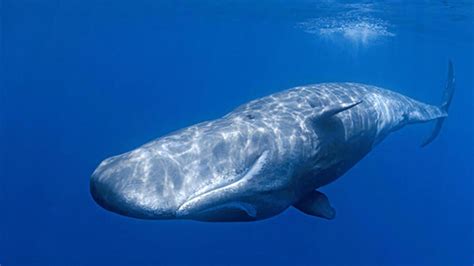 mavi balina dili kaç ton